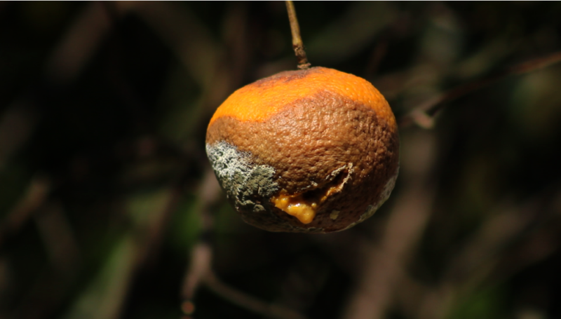 tangerine2-pedro-augusto-c-m-de-mendonca