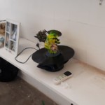 img-20191026-wa0001-felipe-bailuni